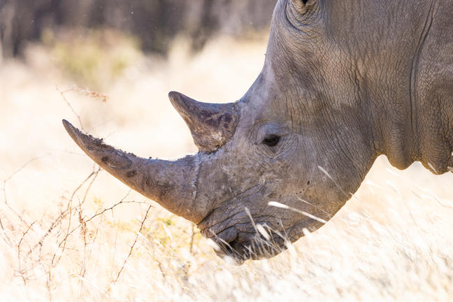 Close up of a rhino with a bright day behind it and grasslands blurred in Okonjima Nature Reserve.