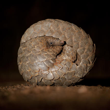Pangolin rolled up in it's armour.
