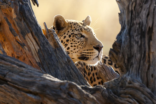 Leopard's head sticking out from inbetween the bark of 2 tree stumps in Okonjima