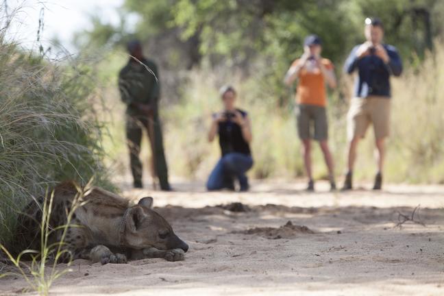 Trailists in the background with their guide, observing and taking photos of a sleeping hyena. They are on a road and the hyena is lying by the side of the road almost hidden by the shade of the grass.