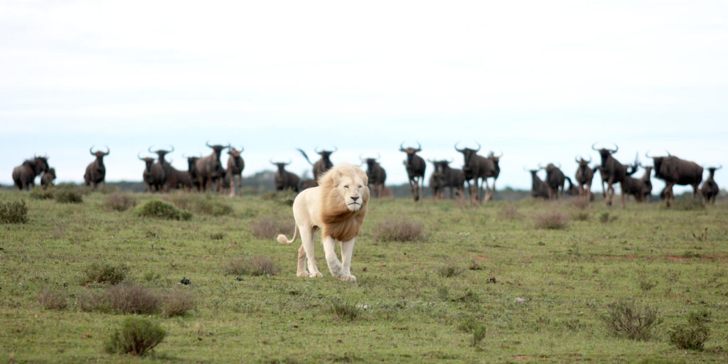 White Male Lion walking in a field with Antelope in the background on the horizon.