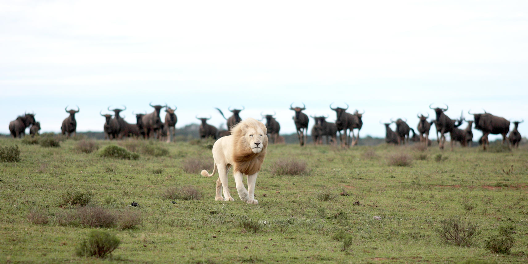 White Male Lion walking in a field with Antelope in the background on the horizon.