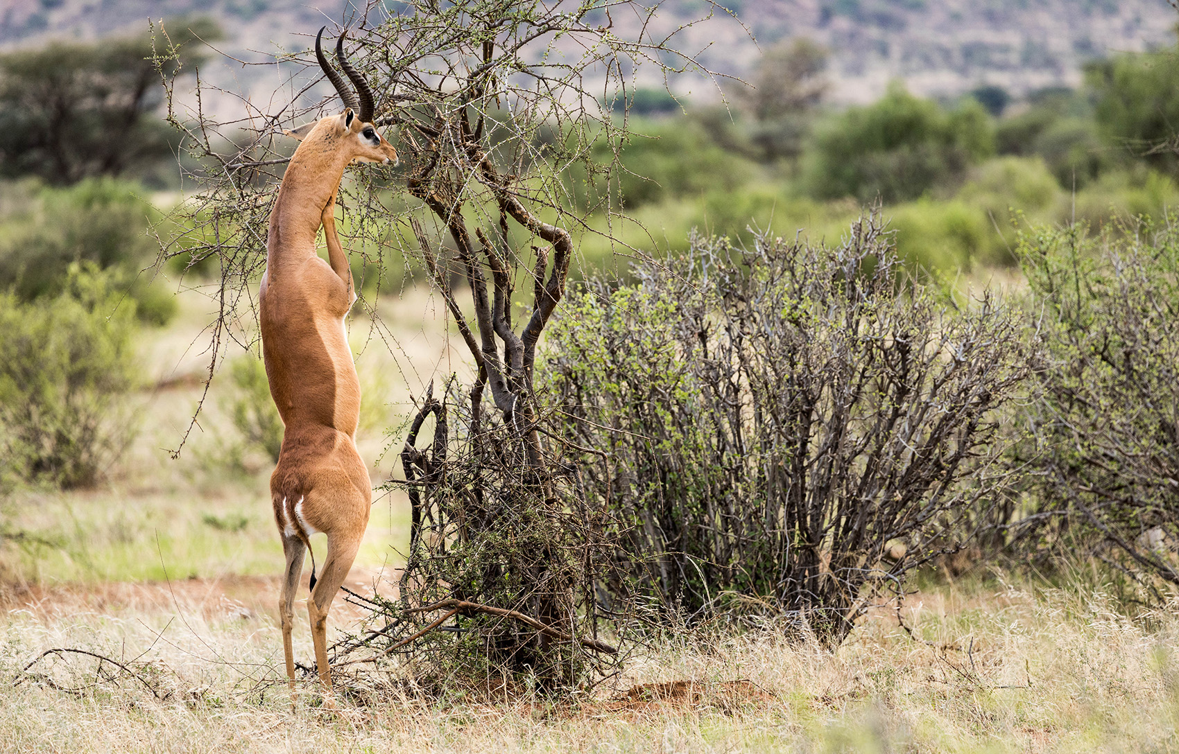 Impala scene in a rare pose, on its hind legs reaching for some leaves in a dry tree.