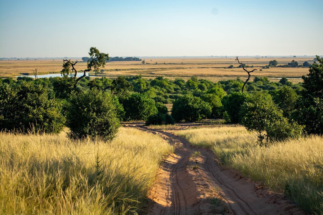 4 x 4 Tracks at Chobe make it easy for animals viewing on the safari vehicle. Beautiful of the watering hole at the end of this track.