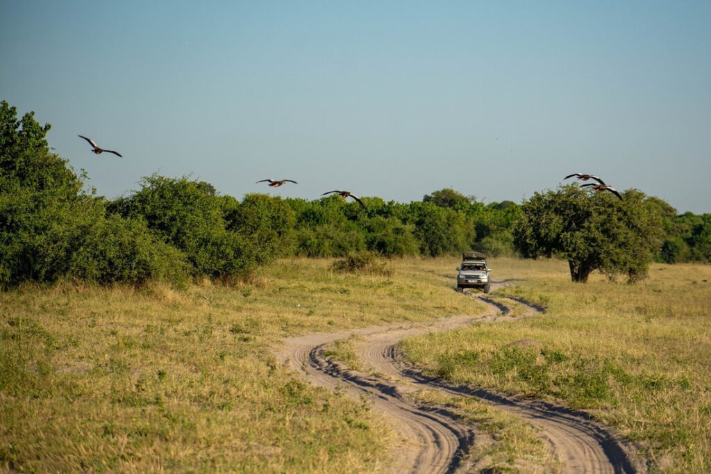 Chobe National Park: A captivating landscape with birds soaring above and a 4x4 safari car traversing the terrain, highlighting the park's thrilling wildlife adventures and breathtaking scenery.