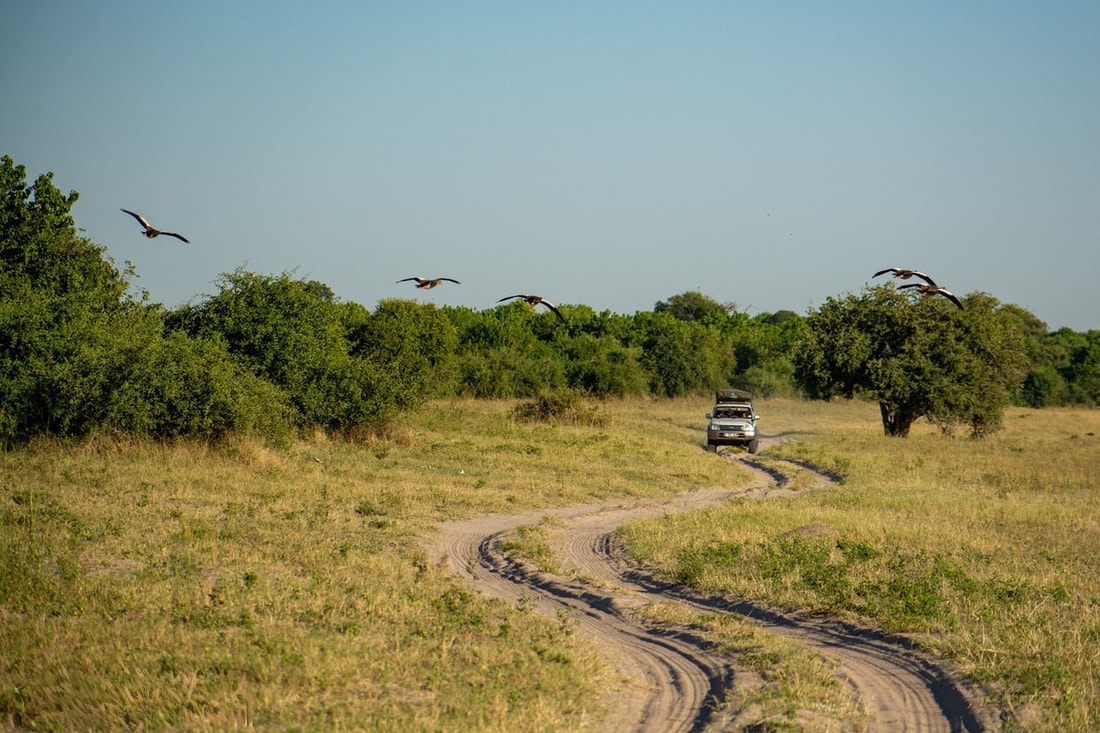 Chobe National Park: A captivating landscape with birds soaring above and a 4x4 safari car traversing the terrain, highlighting the park's thrilling wildlife adventures and breathtaking scenery.