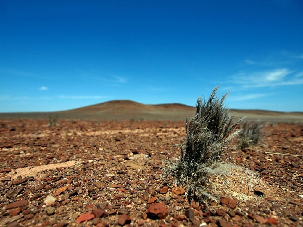 A true testament of the name, Skeleton Coast, this lone tuft of grass peaking out in the arid stoney ground. Blue Skies contrast the barren landscape.