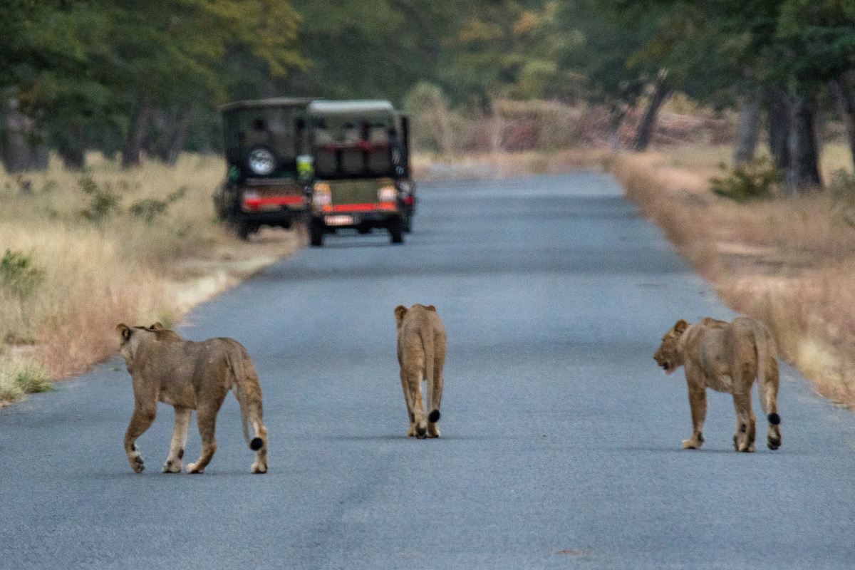 Matobo's Amalinda Lodge Safari Vehicle allowing Lions to cross the road while the guests observe.