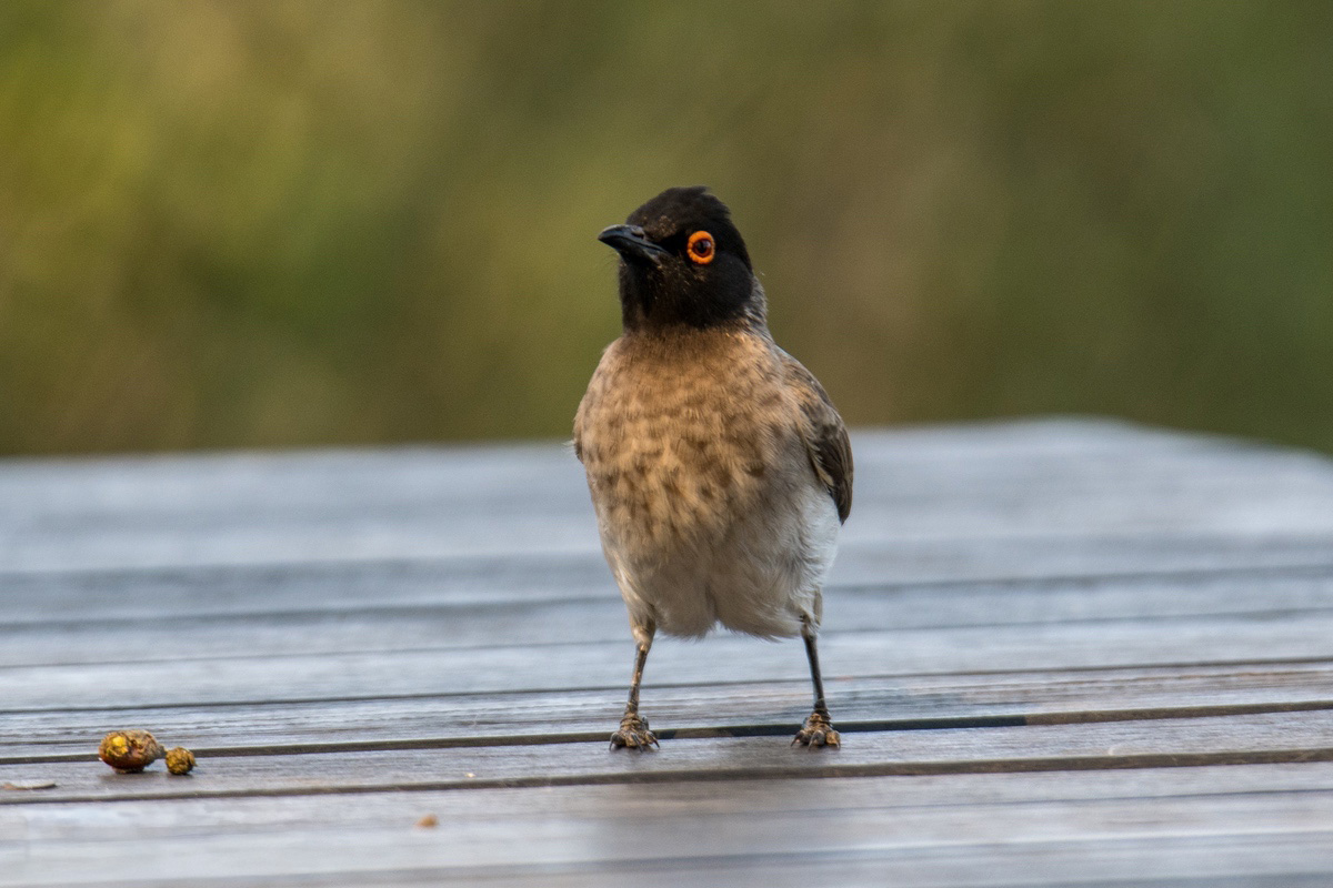 An African Red Eyed Bul Bul looking at the camera while sitting on the table.