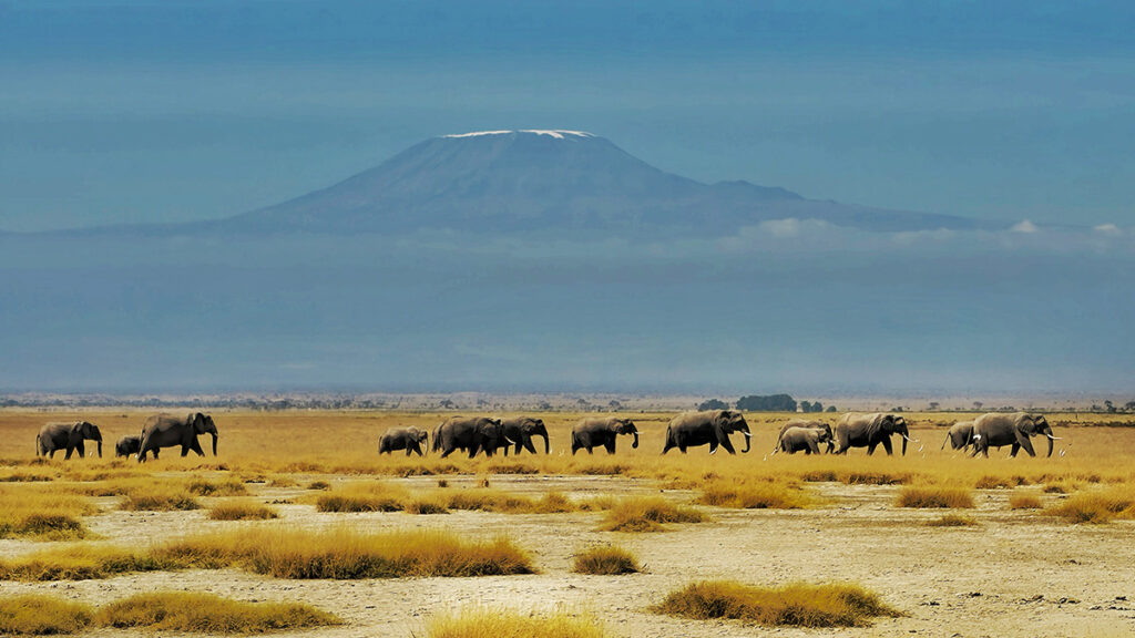 Elephant Herd crossing in front of Mount Kilimanjaro in Amboseli, Kenya