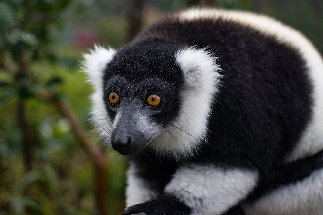Indi, also known as babakoto, is one of the largest living lemurs in Madagascar