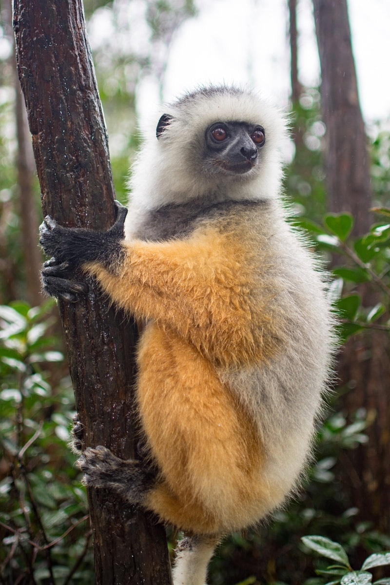 Andasibe Lemur Island Madagascar