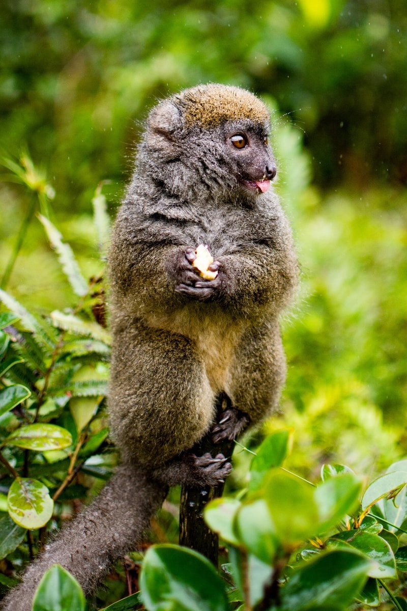 bamboo lemur madagascar