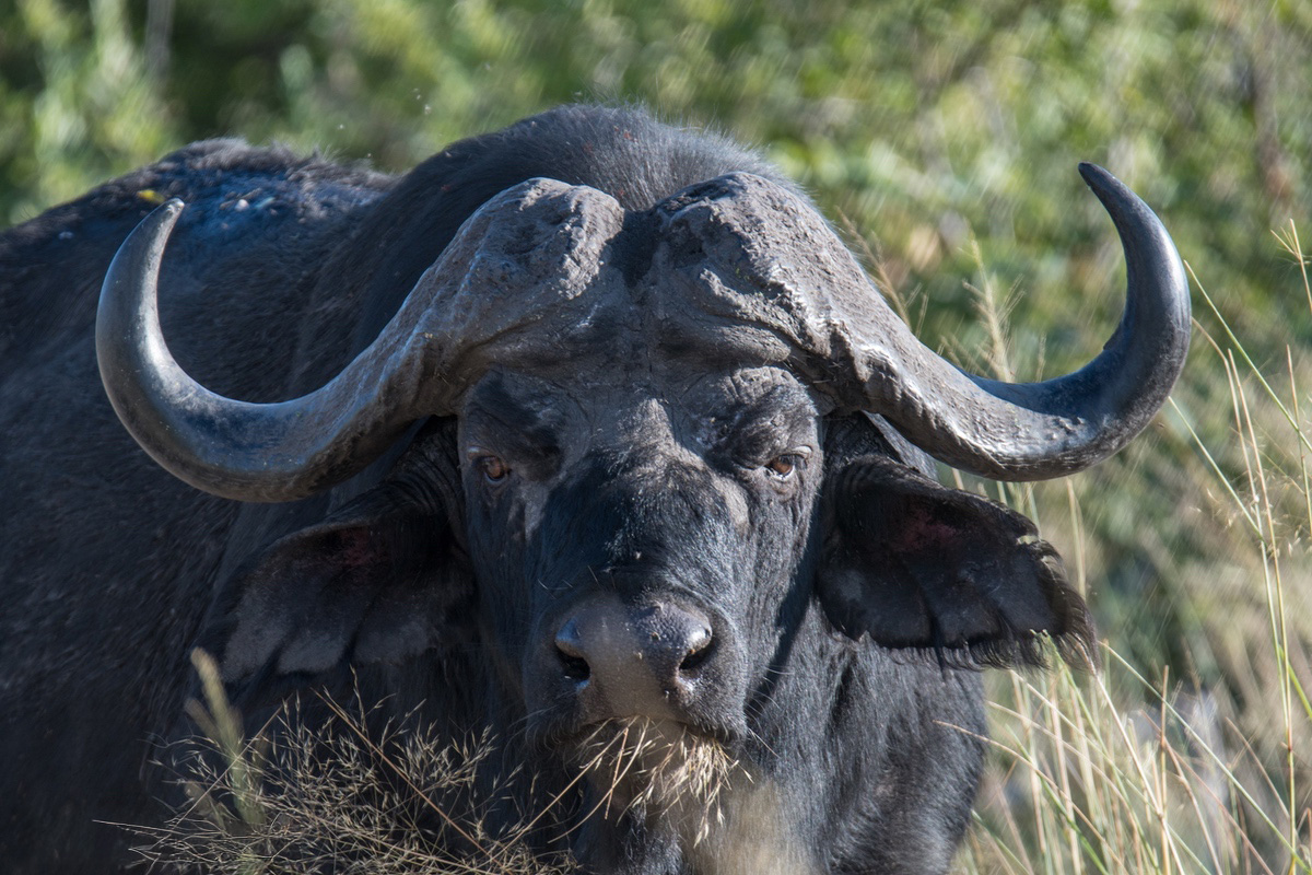 Buffalo Bull head shot zoomed in.
