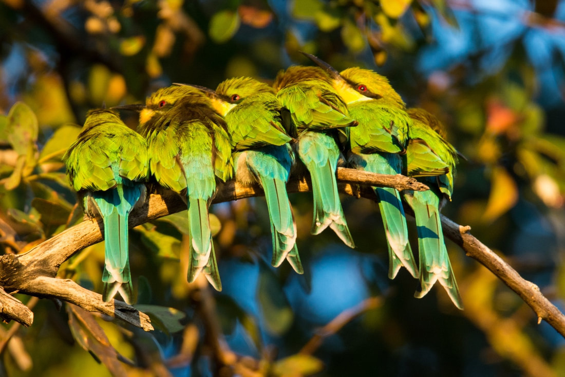 Bee Eaters huddling together on a branch