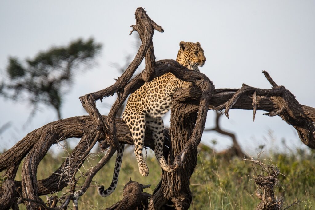 Leopard of Kenyan Censervances in dead tree