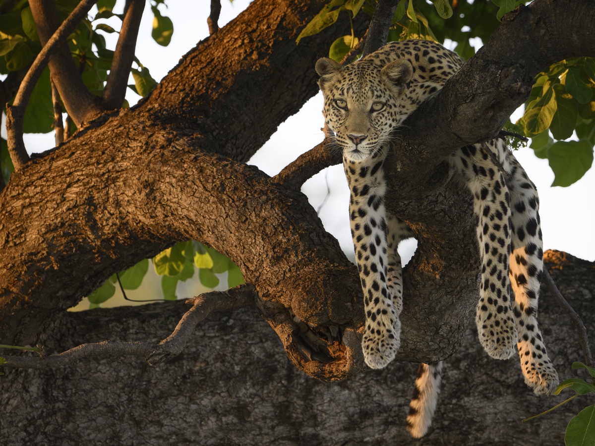 Leopard slumped in a tree. looking at the camera and paws hanging down.