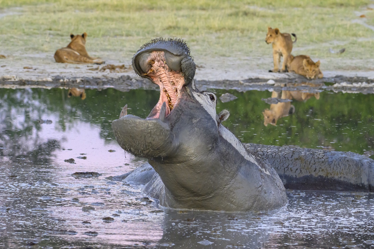 Lionesses at the water edge with hippos in the foreground of the water hole in Okavango Delta