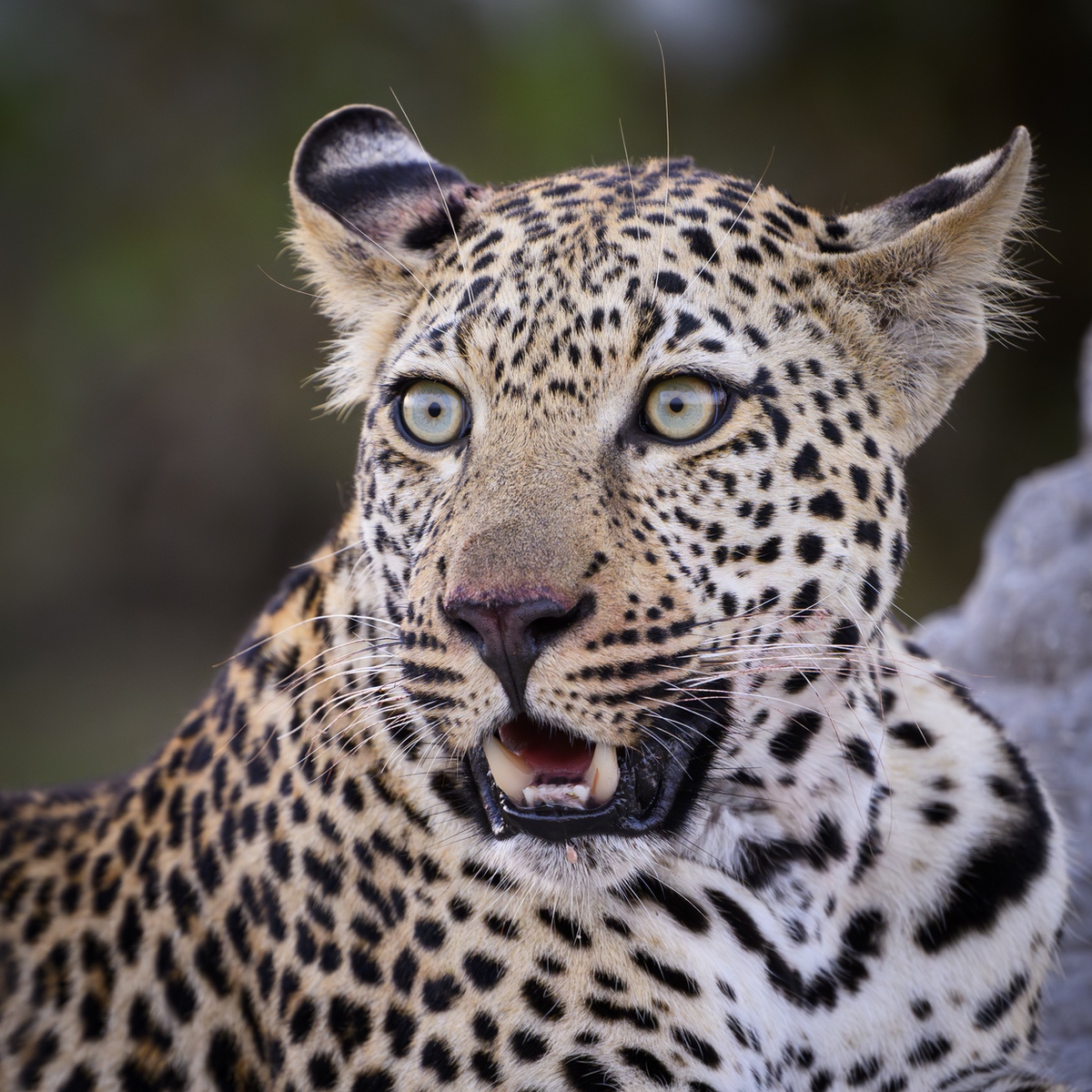 Beautiful Close Up of a young male leopard in South Africa