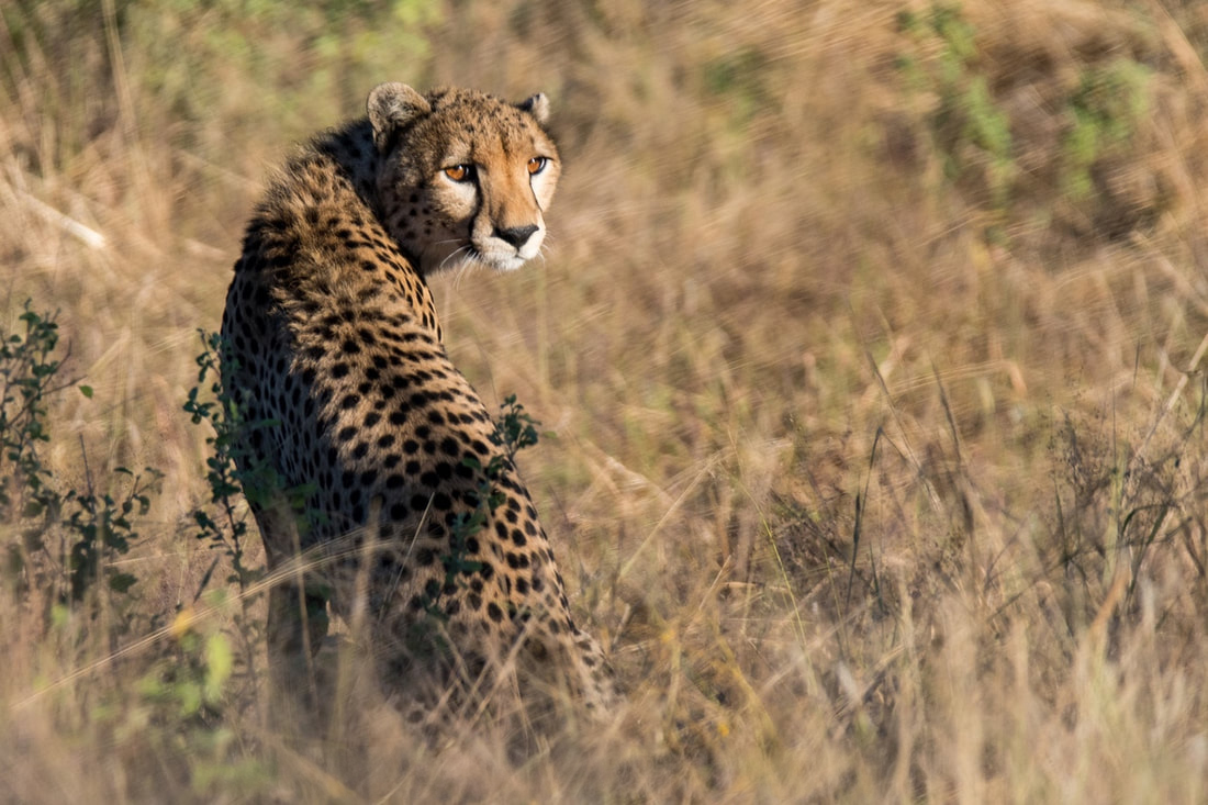 A cheetah walking away and glancing back as it does, surrounded by grass