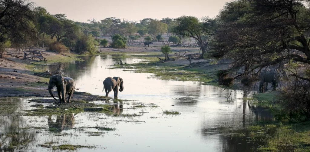 Elephants at the river in Chobe on the riverfront.