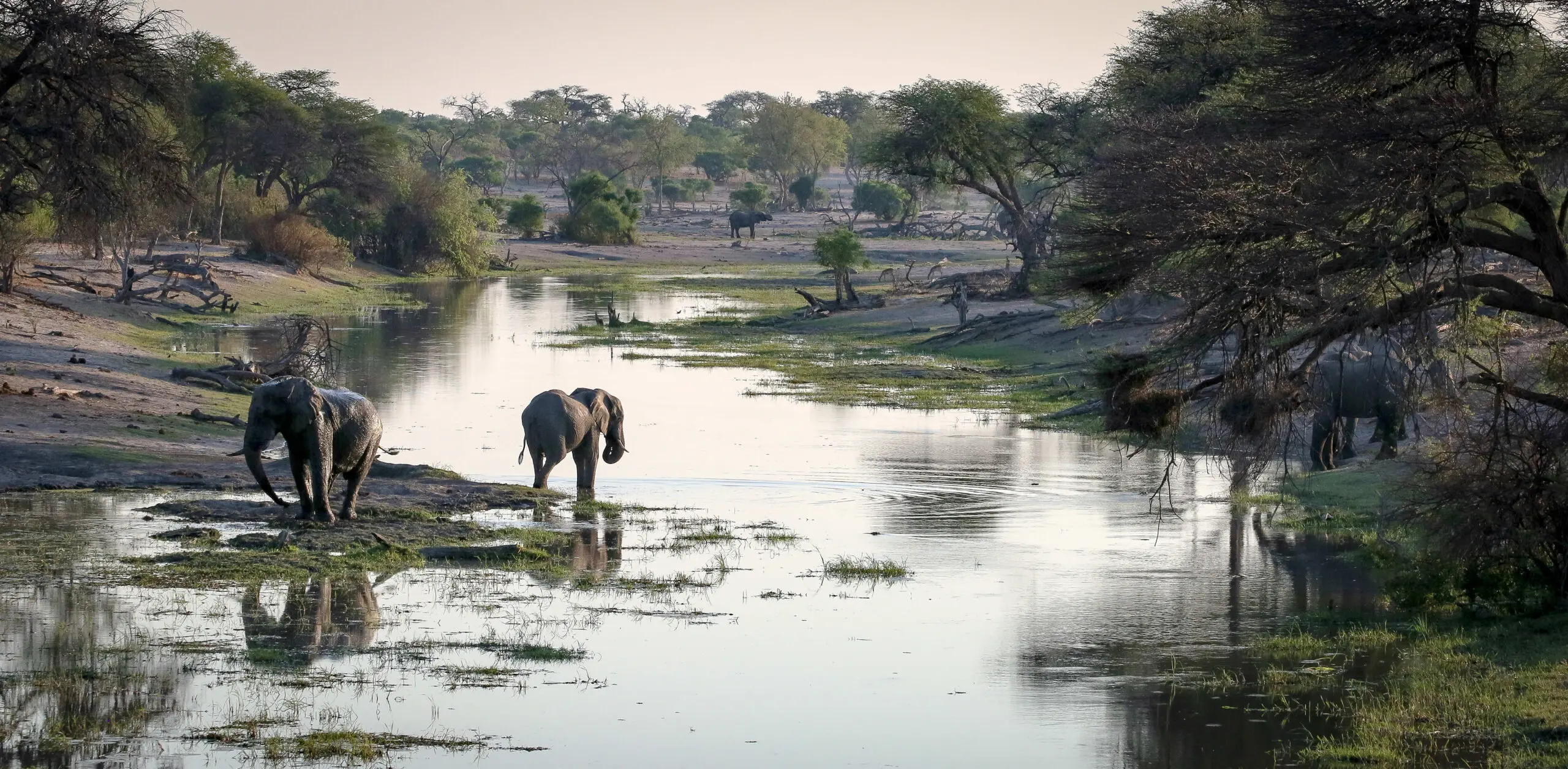 Elephants at the river in Chobe on the riverfront.