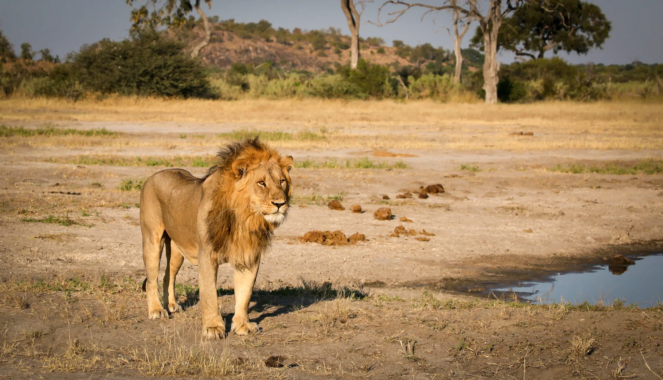 Lion male at the riverfront edge