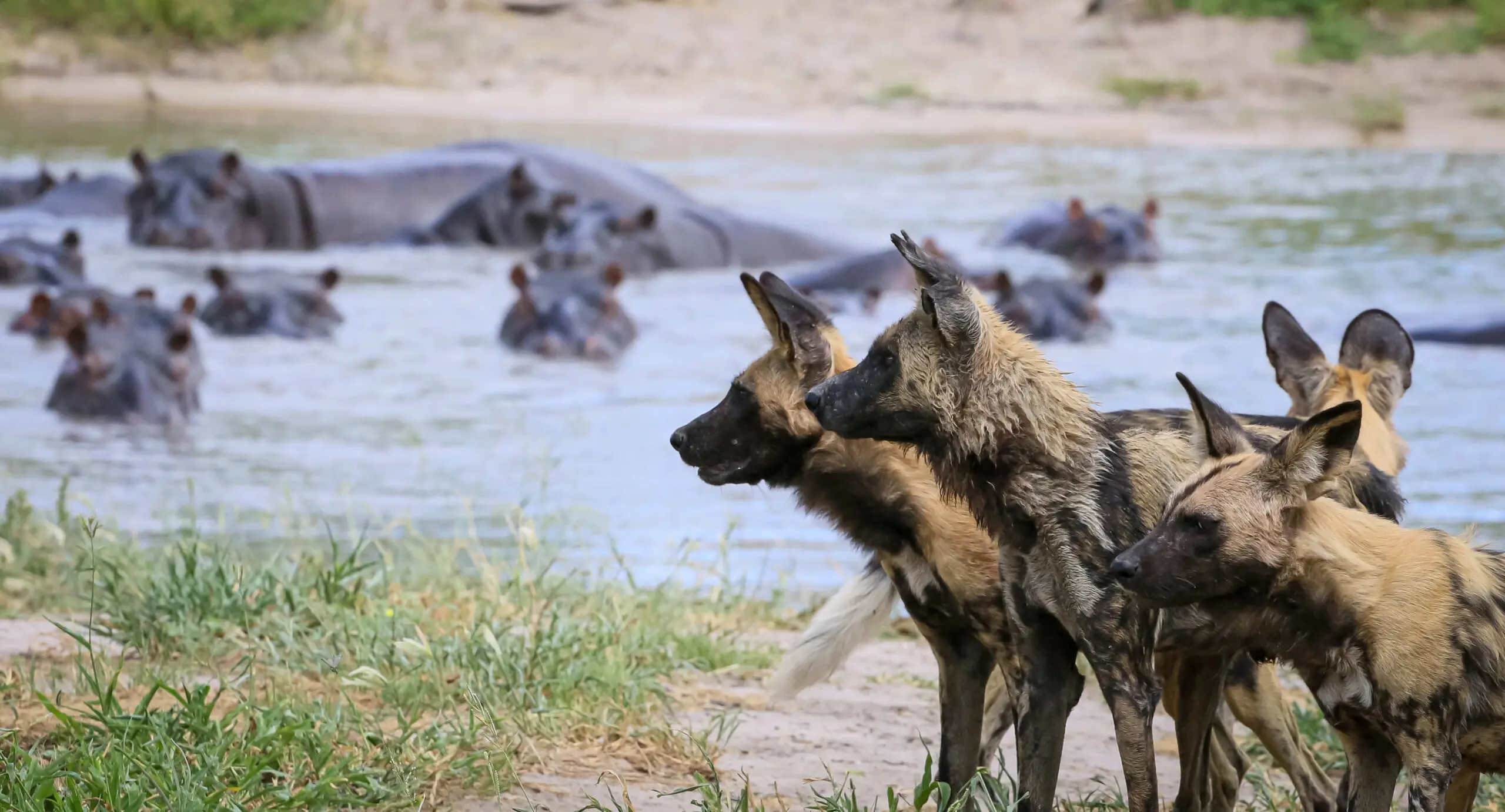 Wild Dogs at the riverfront banks with hippos in the river in the background.