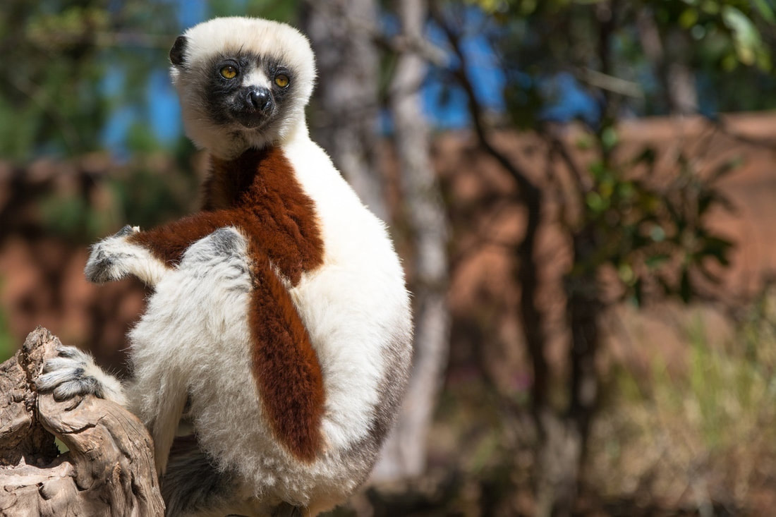 Lemur park madagascar is home to the brown and white Coquerel Sifaka Lemur, this one sitting almost in a trance style.