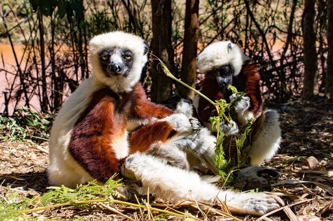 Lemur Park and National Route 7 in Madagascar homes these Sifaka Lemurs. In this image 2 of them are scavenging leaves off a branch.