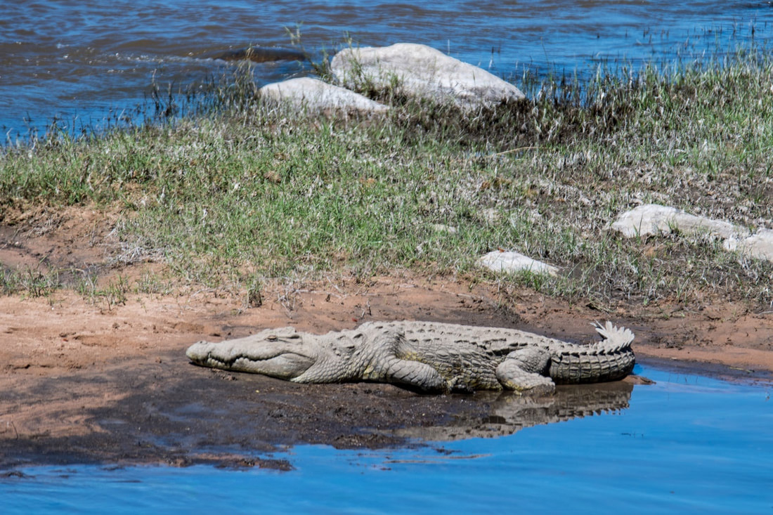 A crocodile lying on the sandbank just out of the water so that it's fully visible. Soaking up the sun in Ruaha National Park