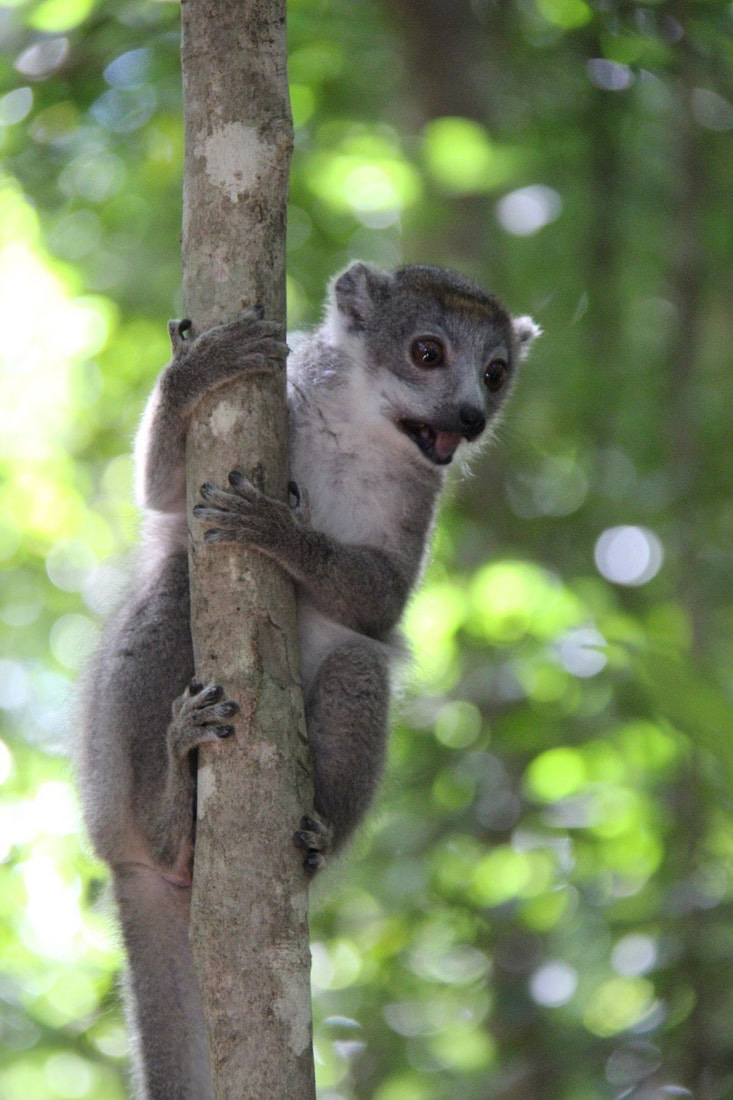 Crowned Lemur in a tree, endemic to Northern Madagascar