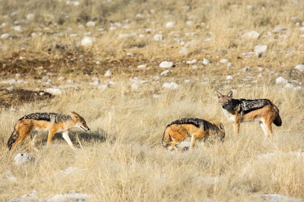 Silverback Jackal, roaming the veld of Damaraland