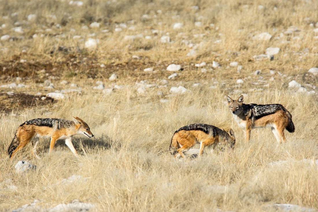 Silverback Jackal, roaming the veld of Damaraland