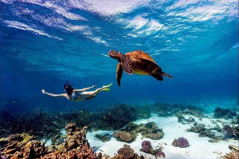 Snorkeller seemingly floating since the water is so clear next to a turtle.