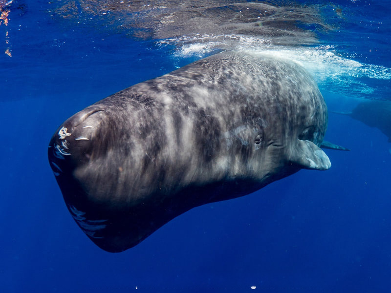 A Close up of a Sperm Whale in Dominica checking out the camera man under water.