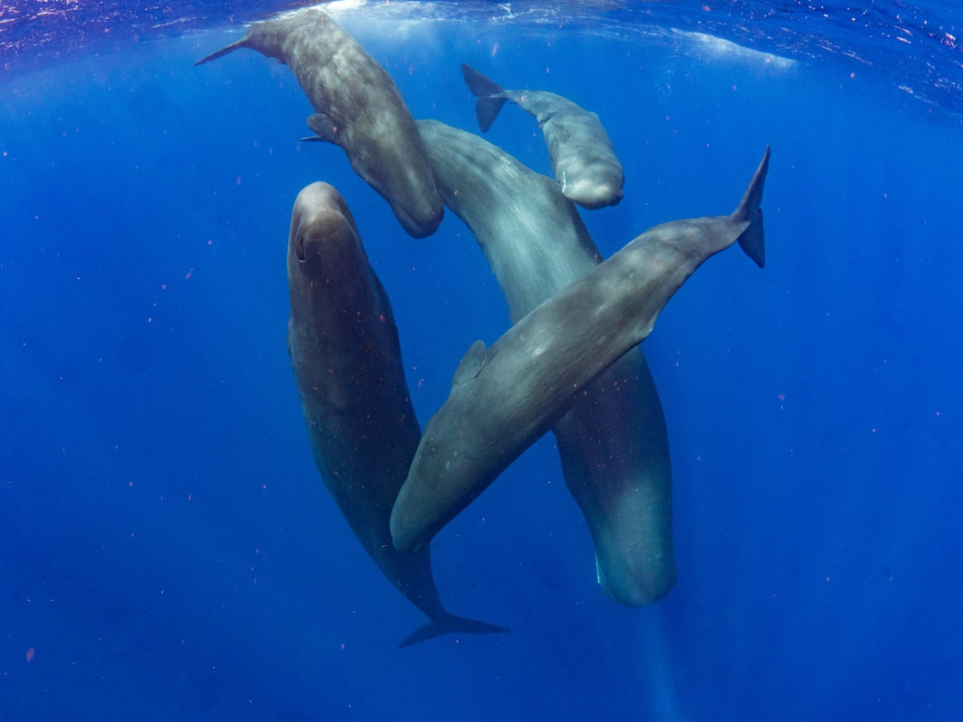 Dominica - A group of majestic whales swimming in the crystal-clear waters, showcasing the island's rich marine life.