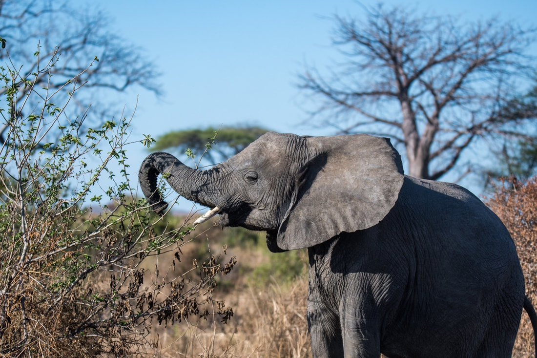 A young elephant enjoys a tasty morsel from a tree.
