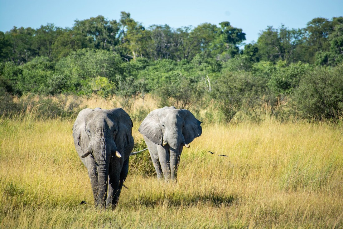 Moremi Elephants Walking towards the camera surrounded by long grass and some trees are in the background