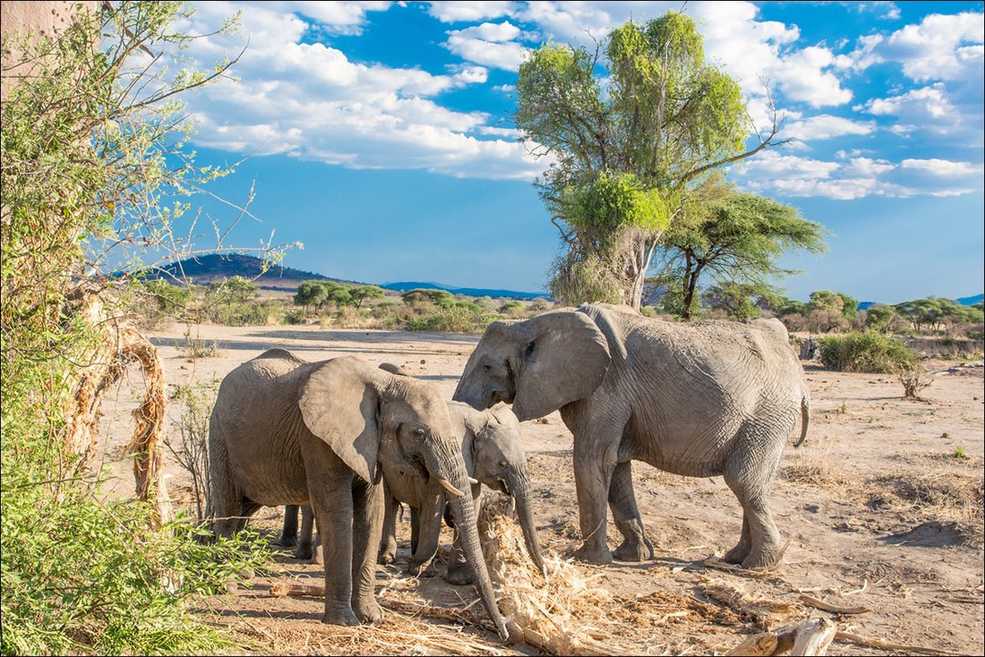 A small herd of 3 elephants one of them a baby in Ruaha National Park.