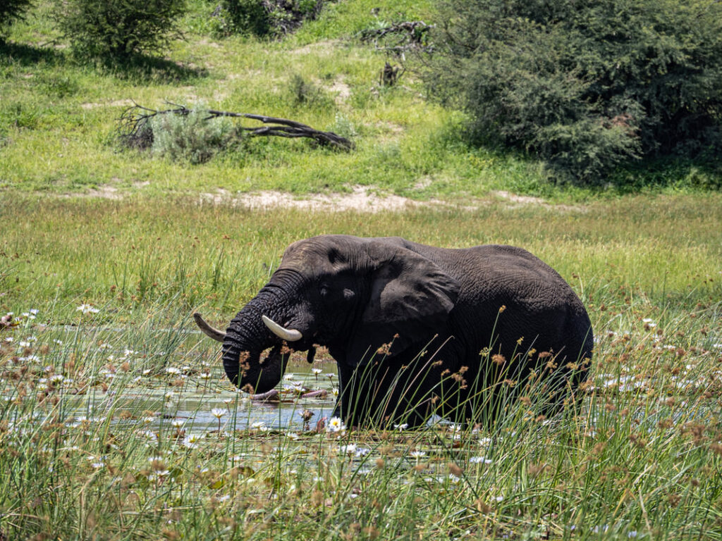 A large elephant bull standing in the middle of the water that is surrounded by wetland in Botswana