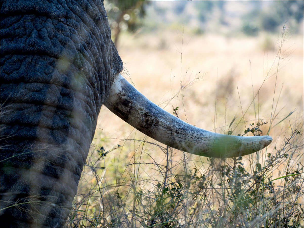 A close up of an Elephant's right tusk and part of its trunk.