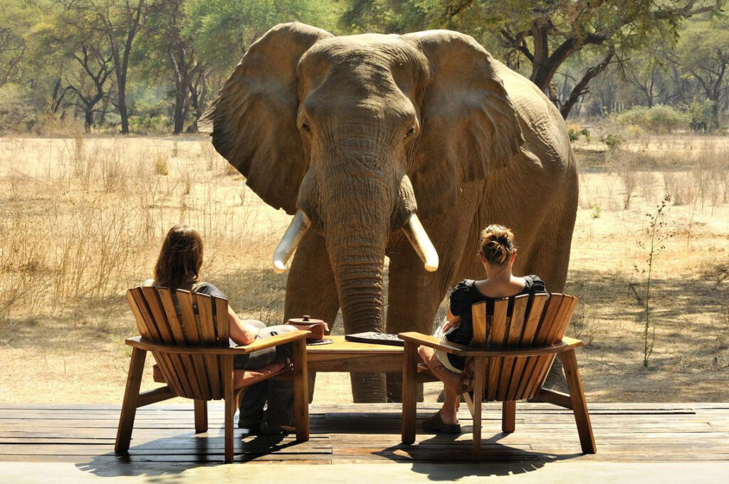 2 guests having coffee and an elephant only a few feet away from them looking straight at them in the Zambezi National Park