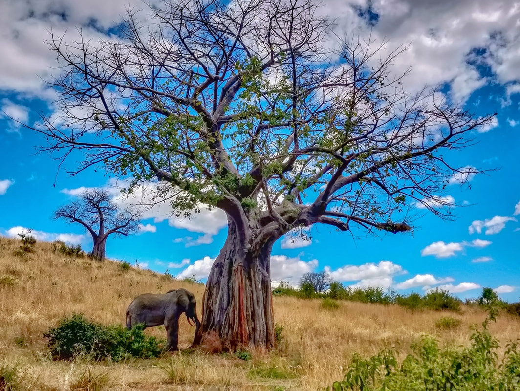 Ruaha National Park, Tanzania – an elephant standing next to a tree, showcasing the park's rich wildlife and stunning natural environment.