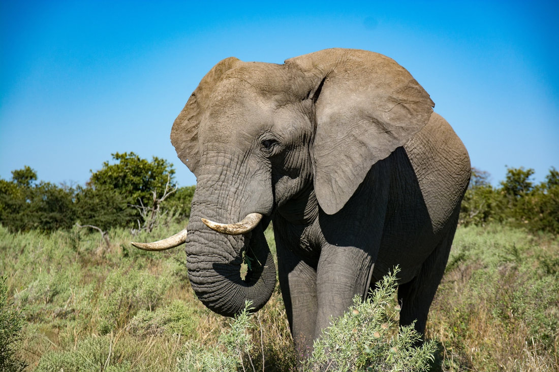 Elephant Bulls eating from a low bush, standing pretty close to the camera.