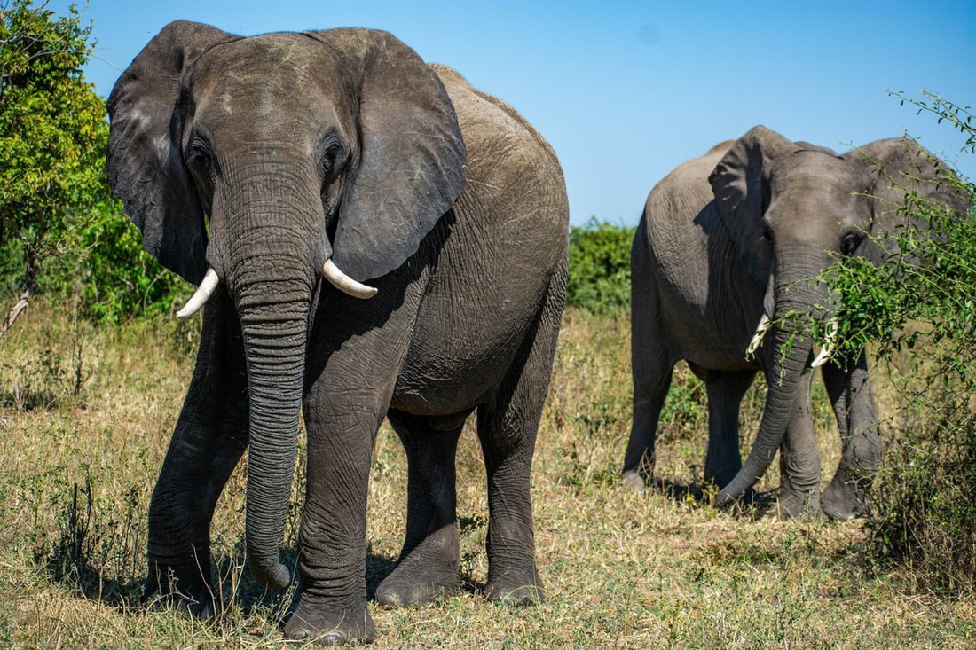 2 Elephants looking towards the camera one partially obscured by an acacia.