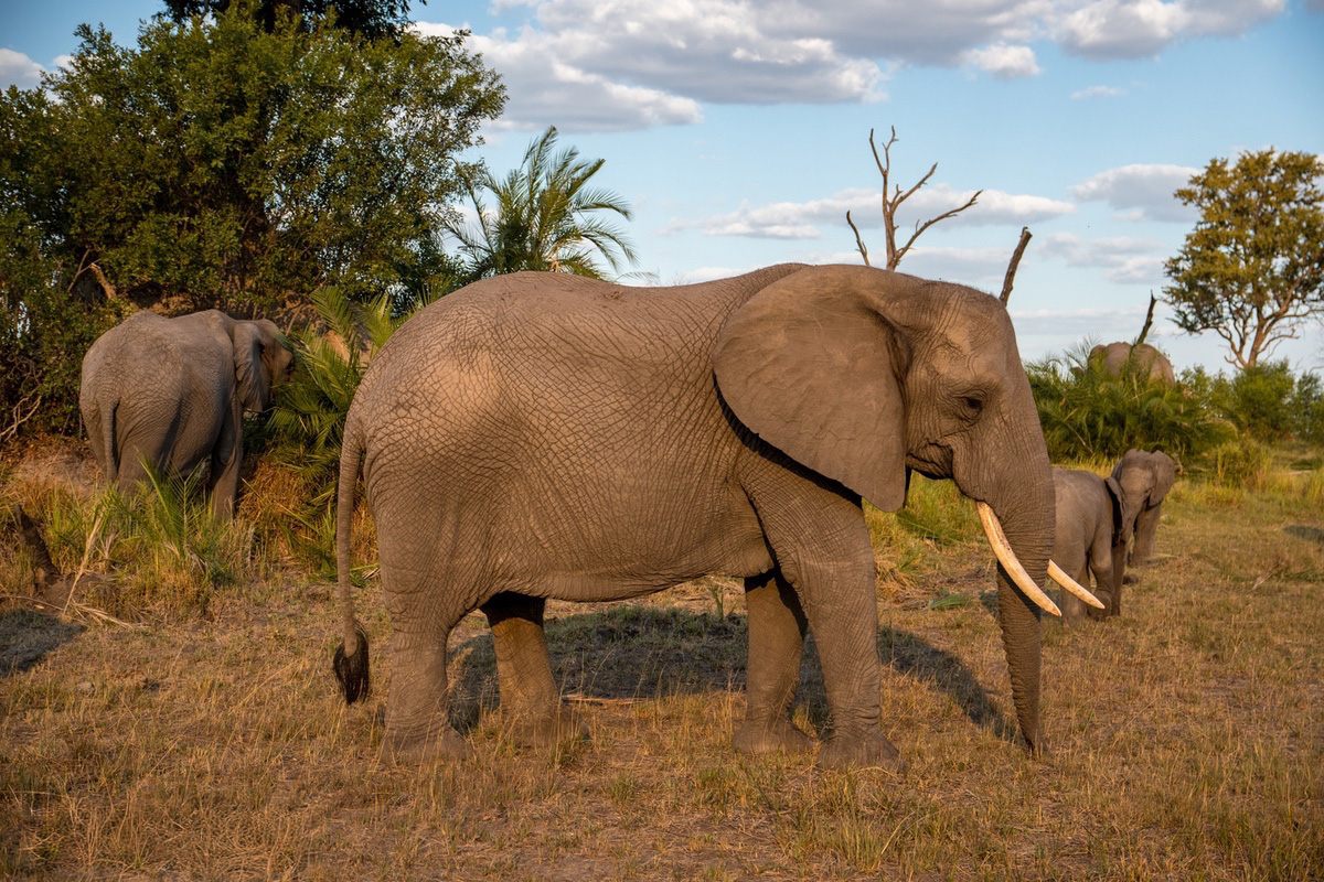 Elephant herd in Linyanti. Some trees in the back ground.