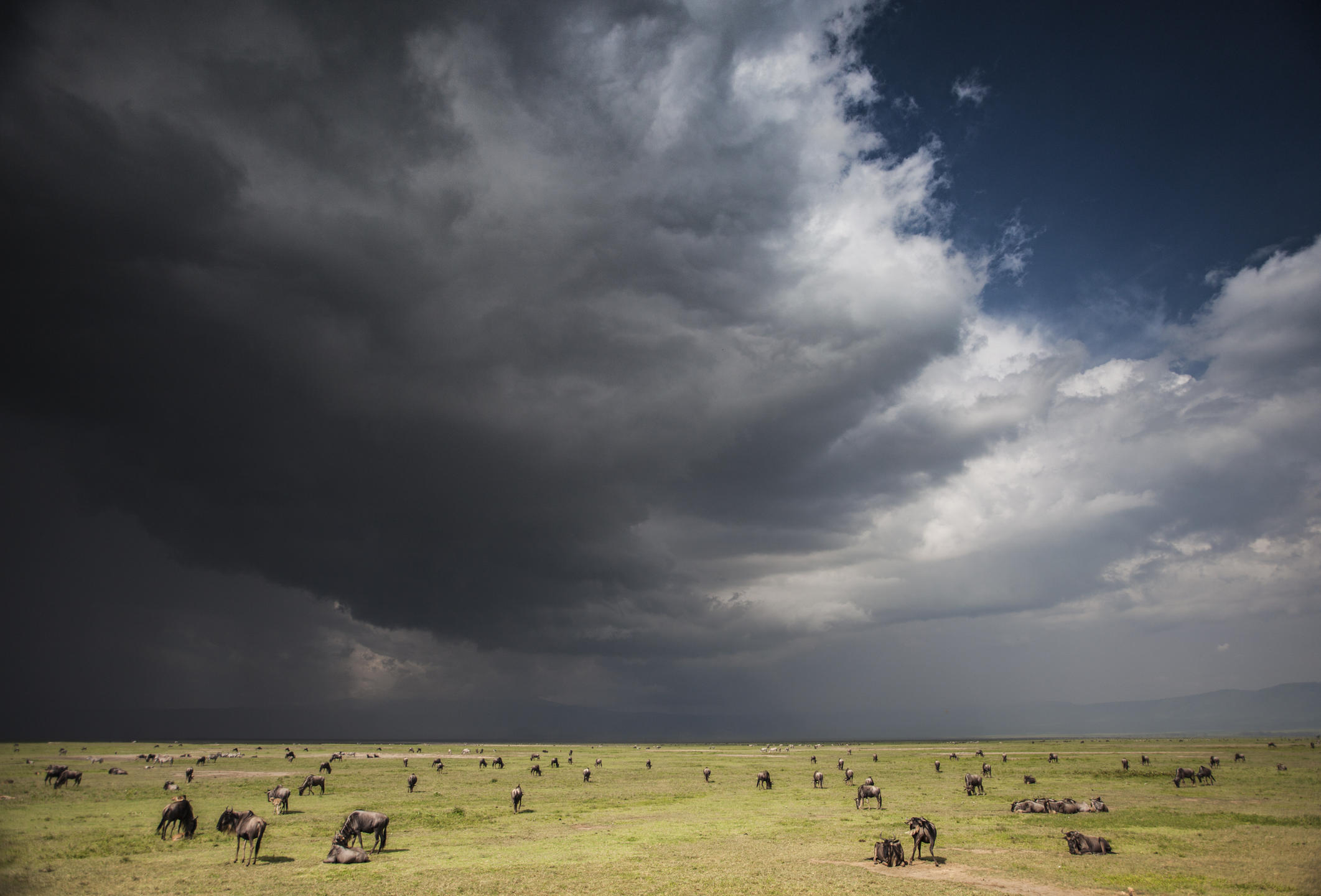 Very moody image of Wildebeest grazing under a dark cludy sky in Karatu.