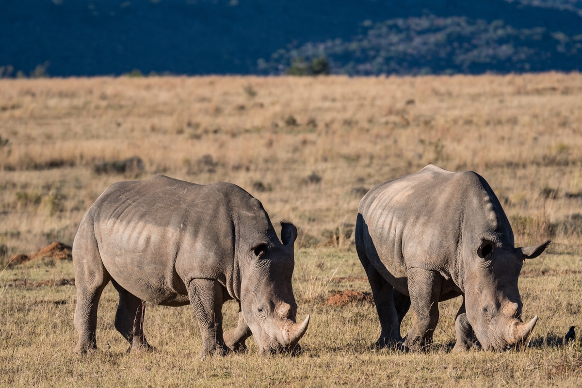Grazing rhinos in the field, Waterberg Reserves