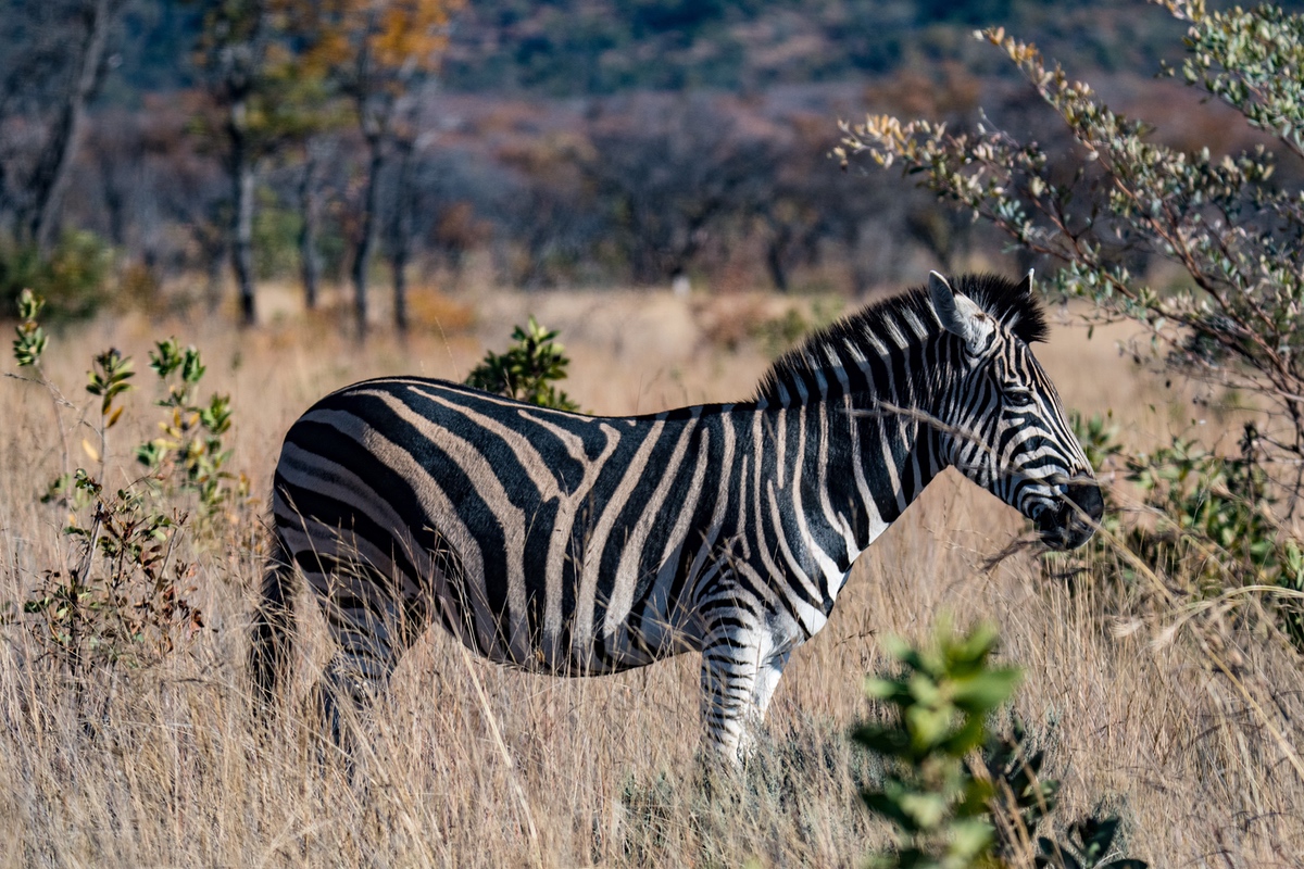 Zebra in Waterberg Reserves